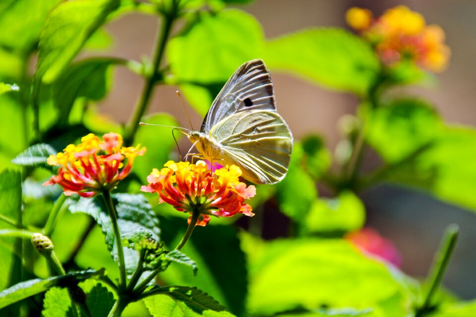 Lantana flowers moth