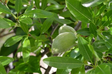 Flowers spring fruit tree