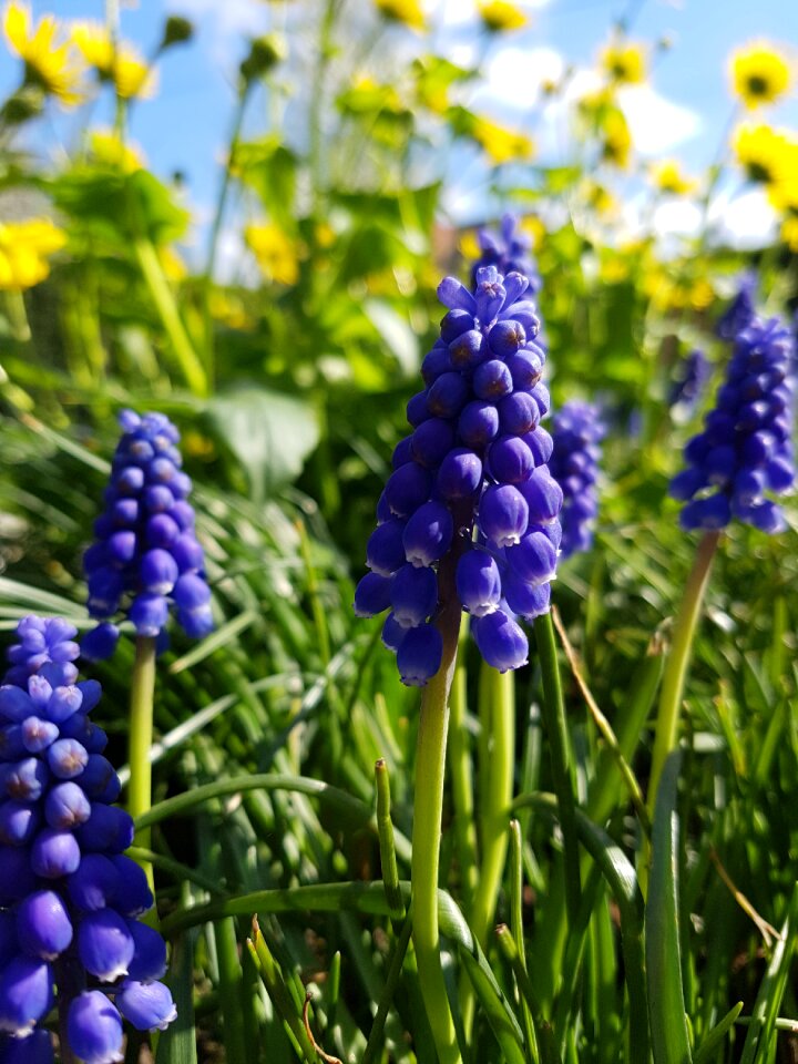 Plant easter meadow photo