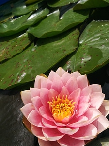 Lotus lily water photo