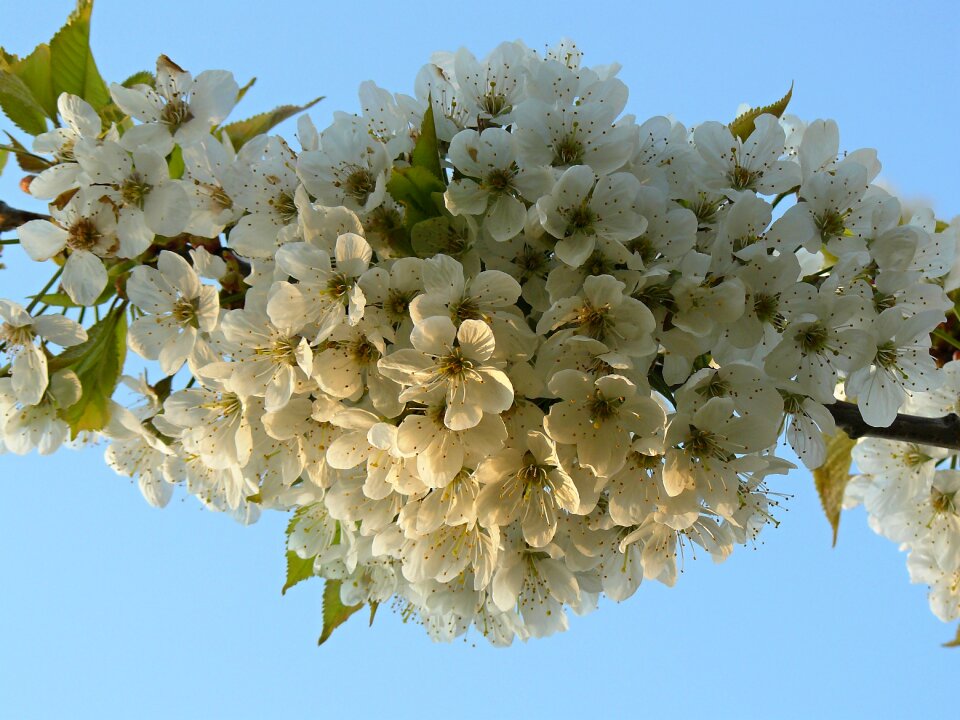 Blossoming cherry nature tree