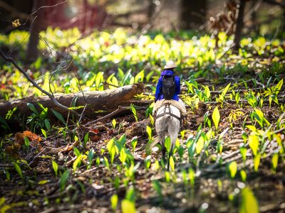 Bear's garlic nature animal photo