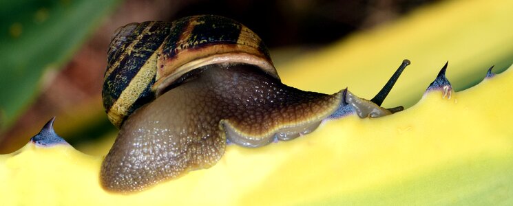 Nature reptile spiral