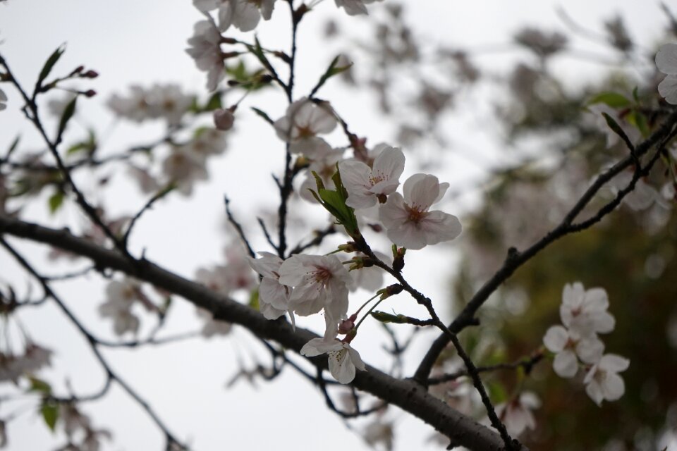 The scenery plum blossom cloudy day