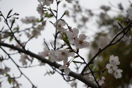 The scenery plum blossom cloudy day photo