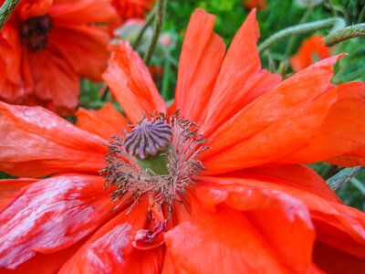 Fire-mohn red poppy flower photo