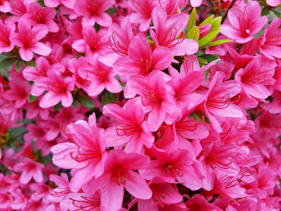 Pink flower pink flowers