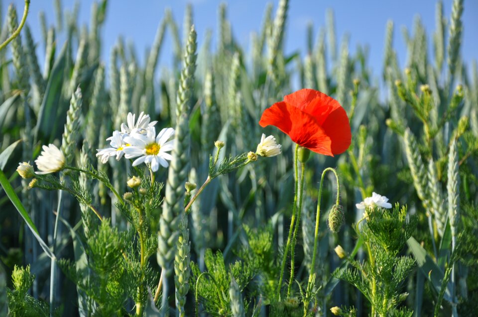 Summer grain red weed