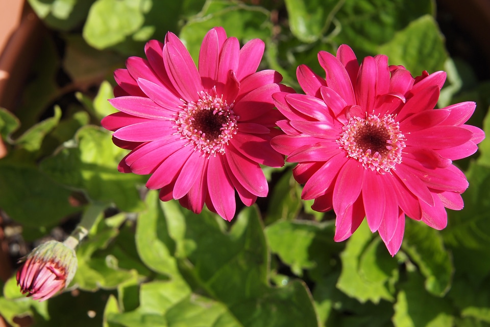 Summer closeup blooming