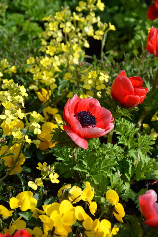 Spring meadow poppy red flowers