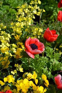 Spring meadow poppy red flowers photo