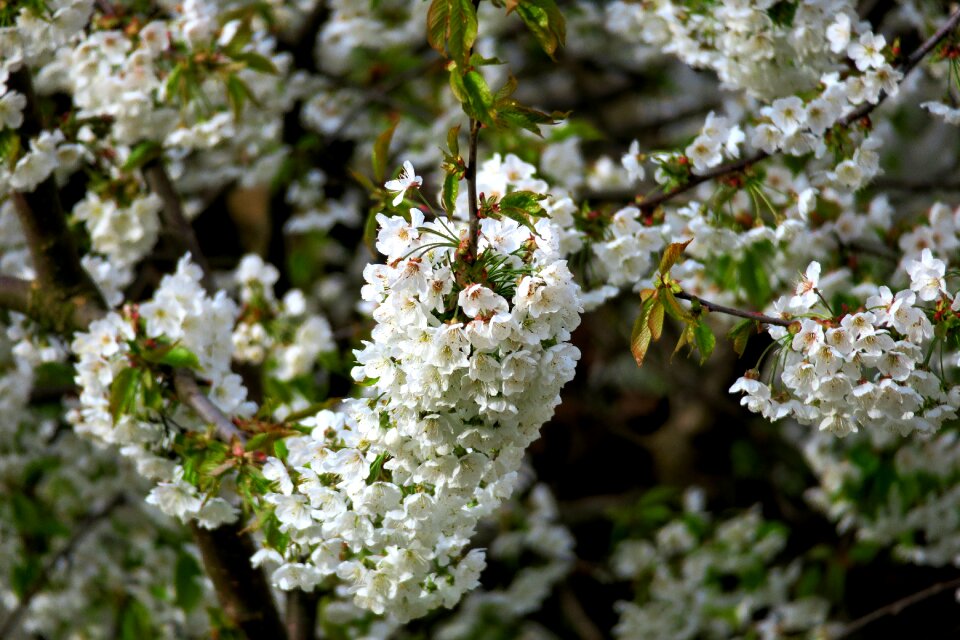 Blossoms flower umbel flowering twig