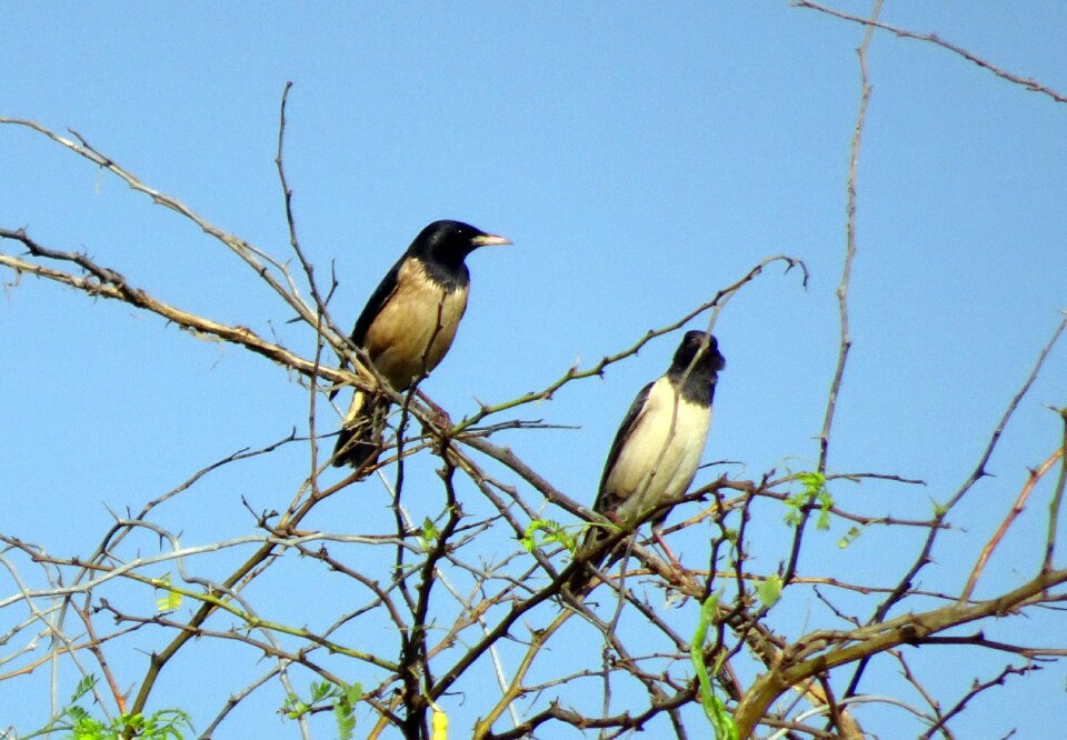 Pastor roseus passerine sturnidae