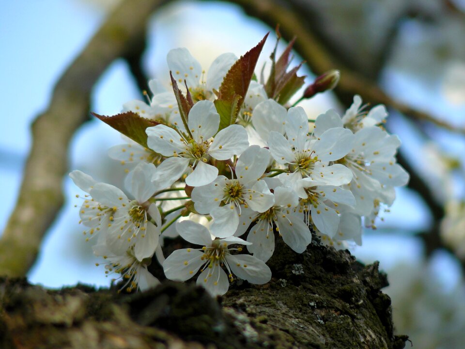 Pollen cherry nature