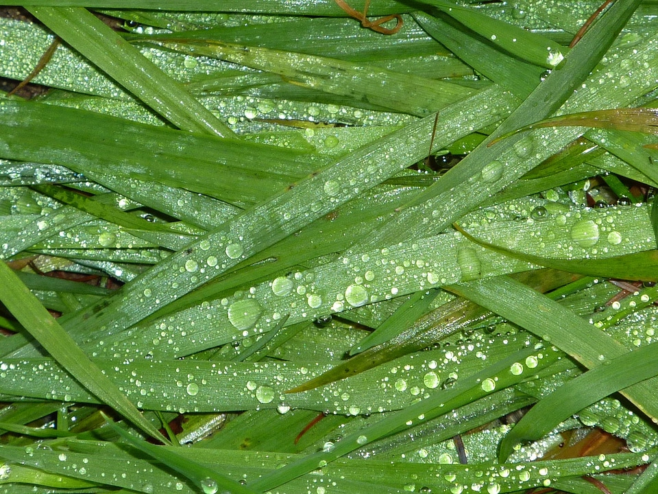 Blade of grass mood drop of water