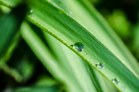 Fresh plant natural photo