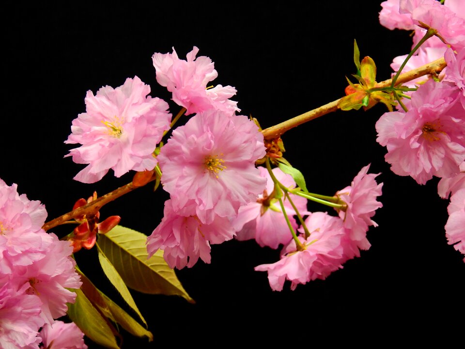 Flower tree plant