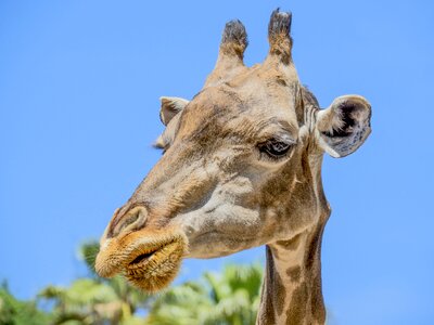Eating animals africa