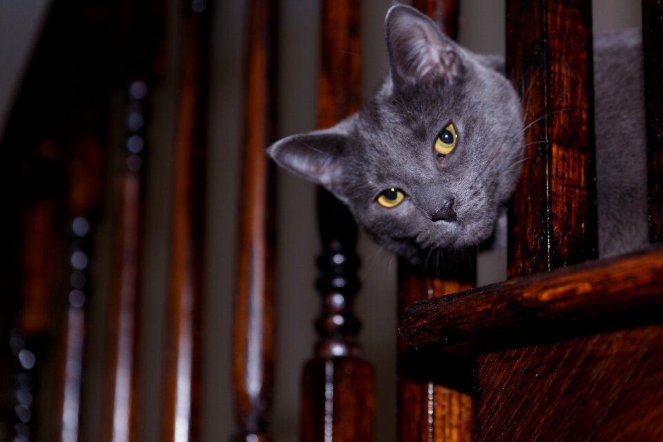 Cat cute