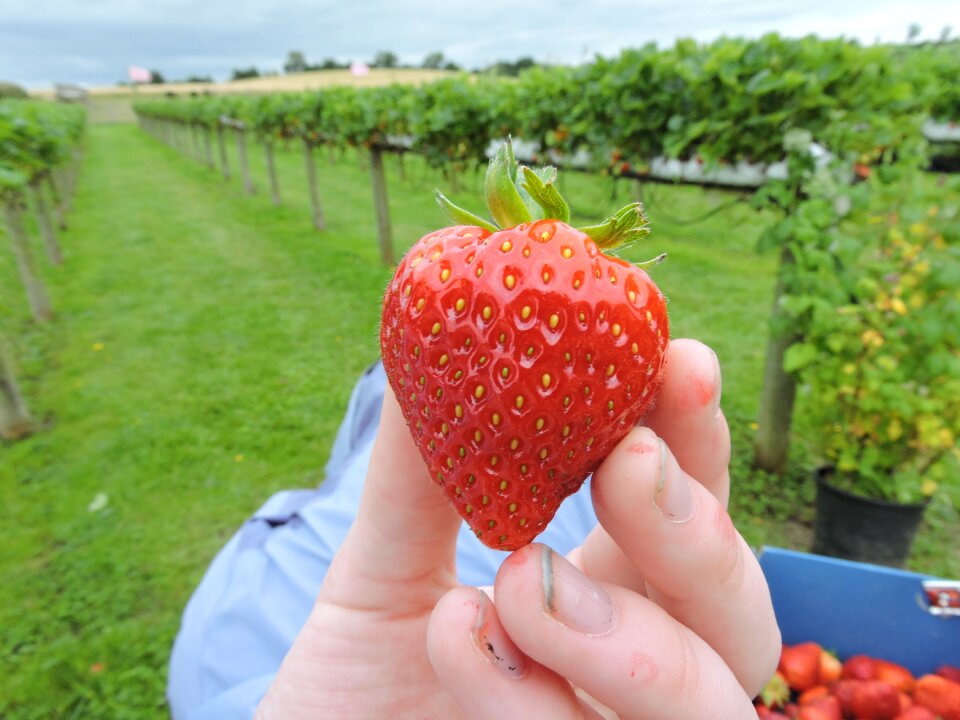 Ripe organic summer