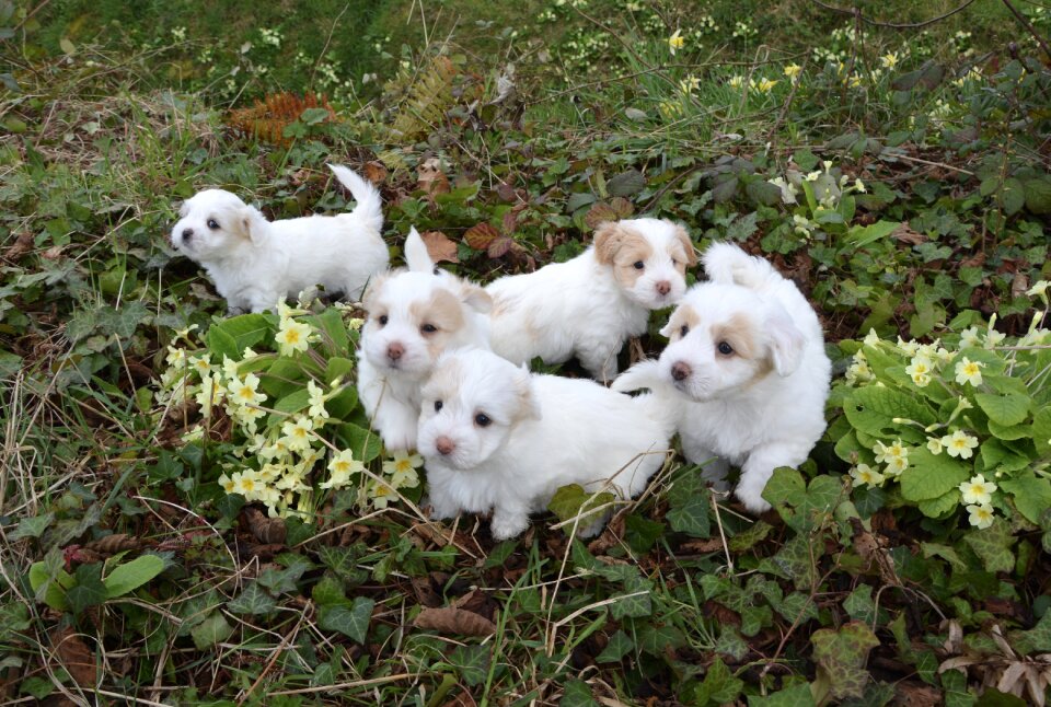 Animal petit white fur