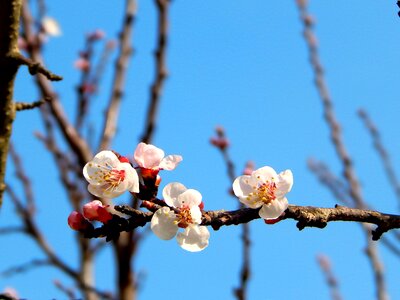 Petal spring white photo