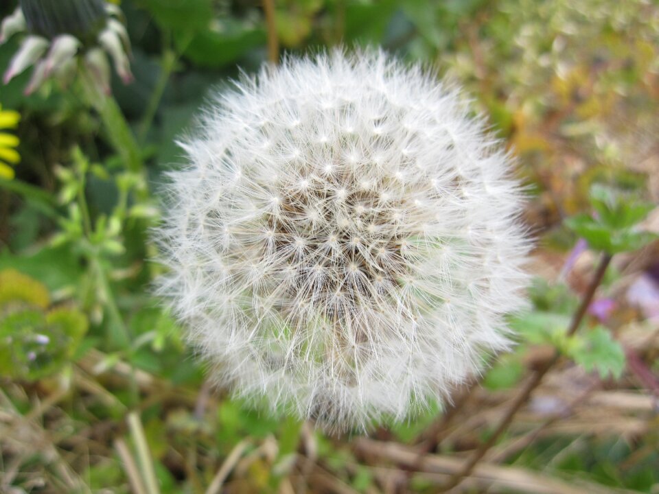 Fluff white natural