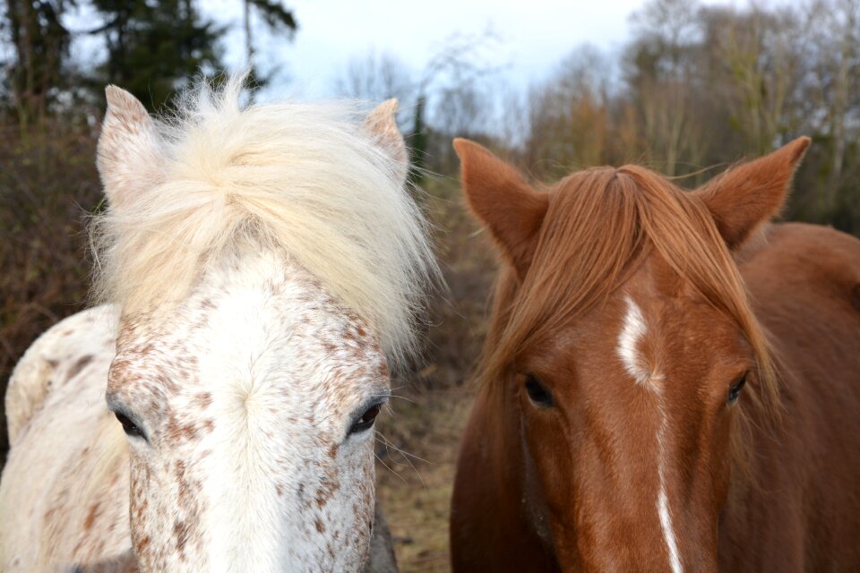 Horseback riding white brown
