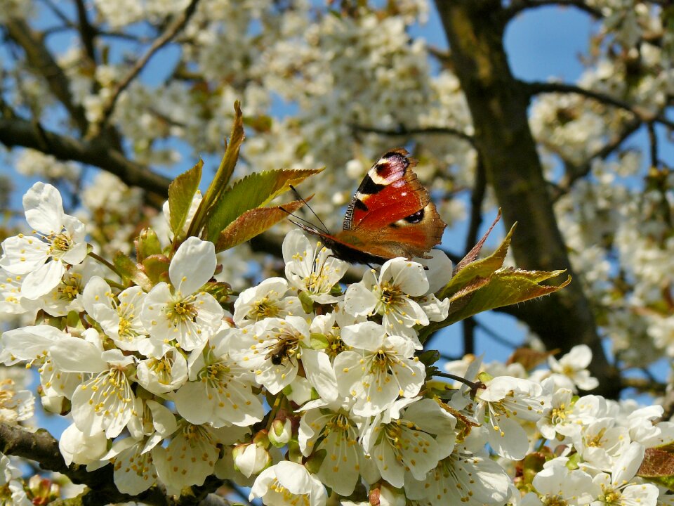 Pollen insect cherry