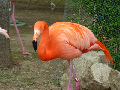 Nature the zoo animals