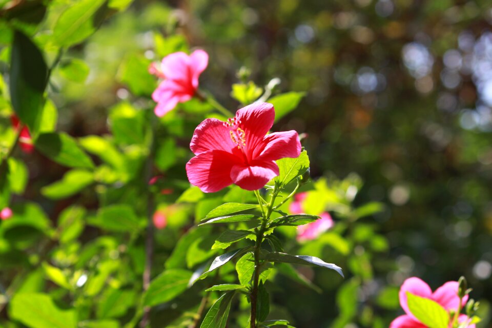 Hibiscus natural
