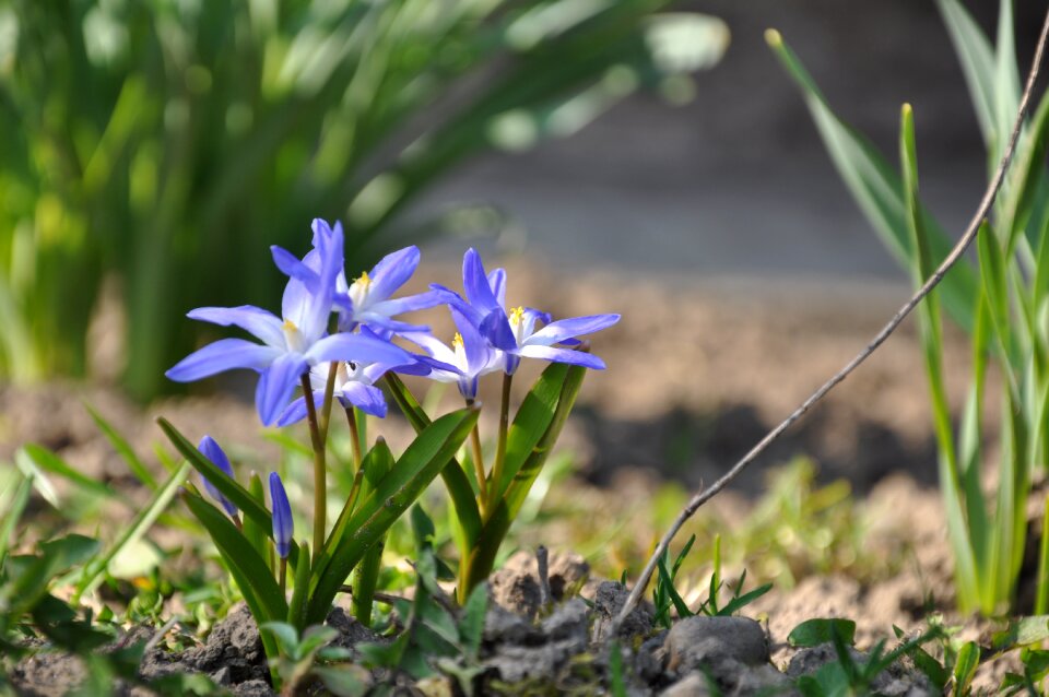 Ladoňka vernal flower