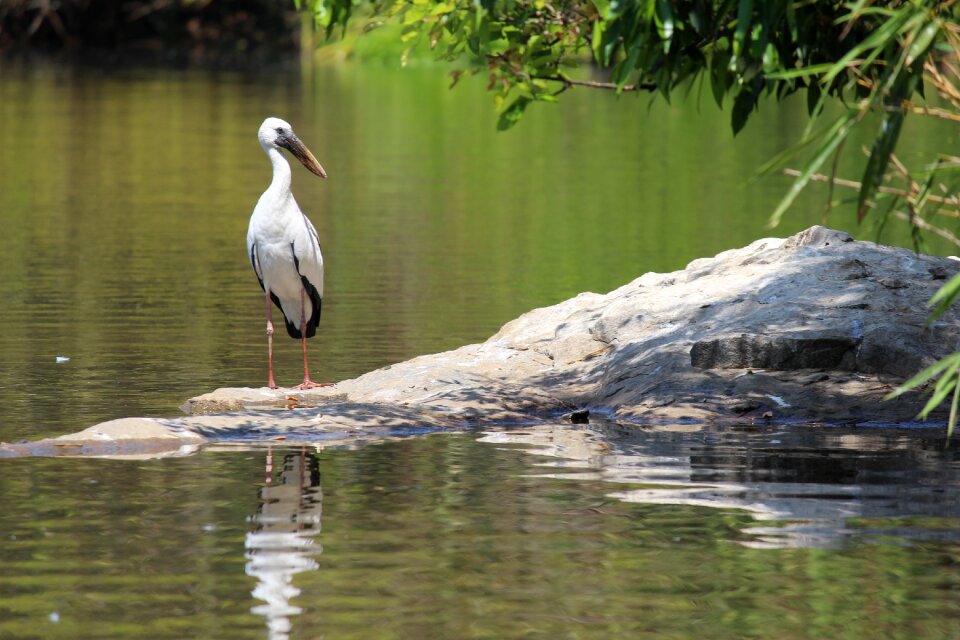 Water stork
