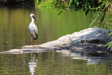 Water stork photo