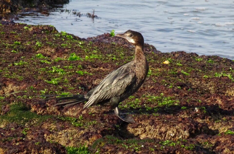 Seabird wildlife sea