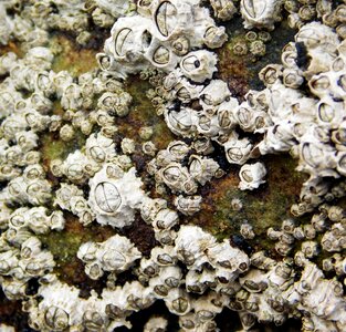 Shell texture barnacle