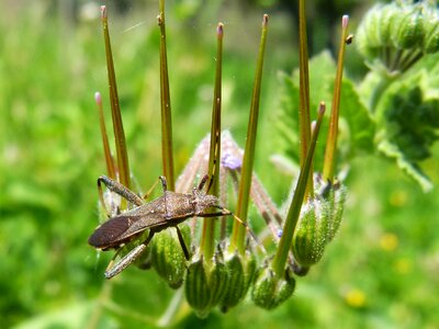 Antennas bug hemptero