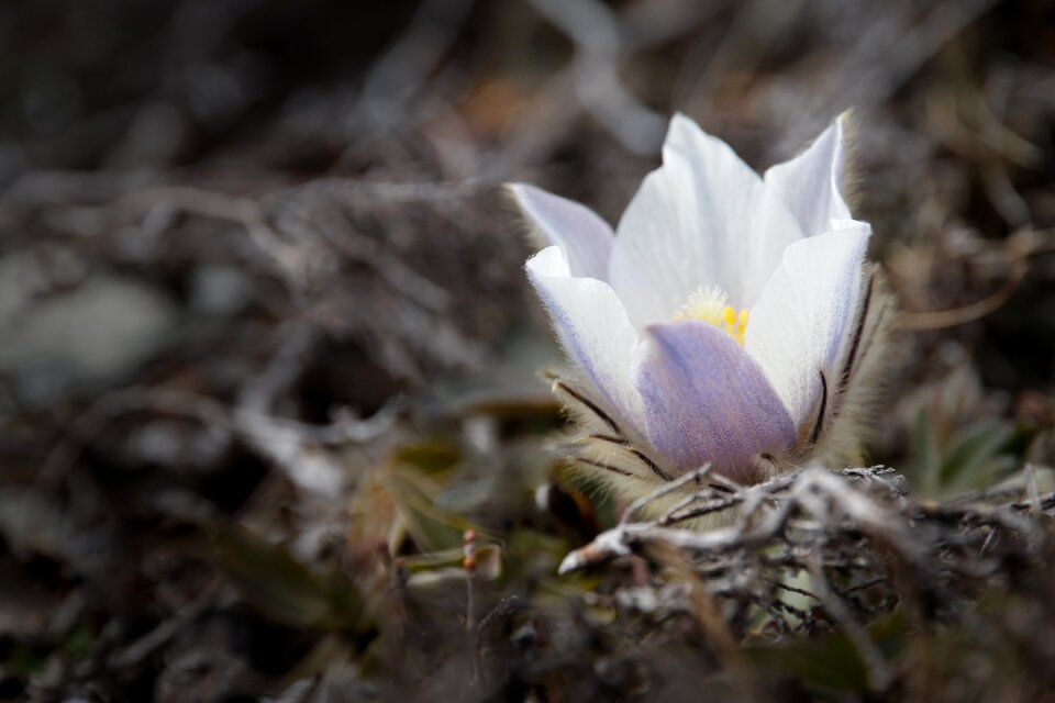 Blossom bloom plant