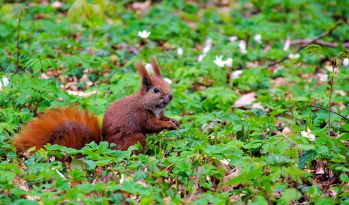 Squirrel spring easter