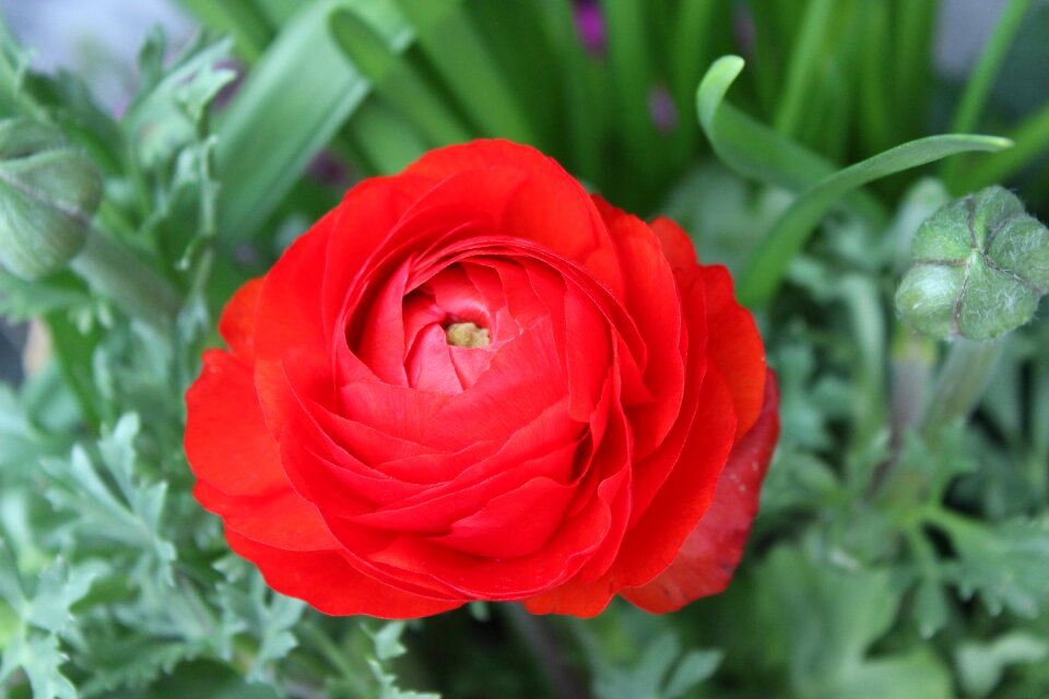 Red flower