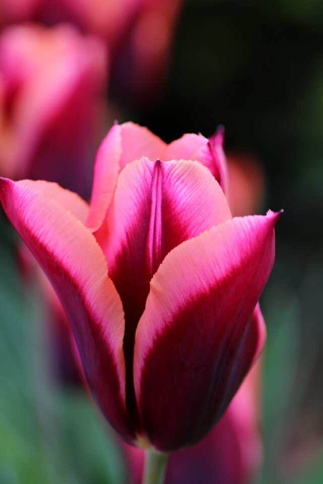 Flower nature blooming