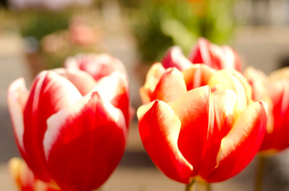 Flowers tulip Free photos