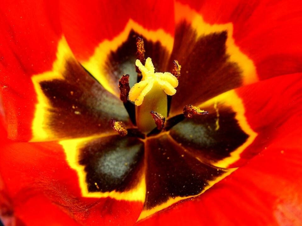 Bloom nature spring