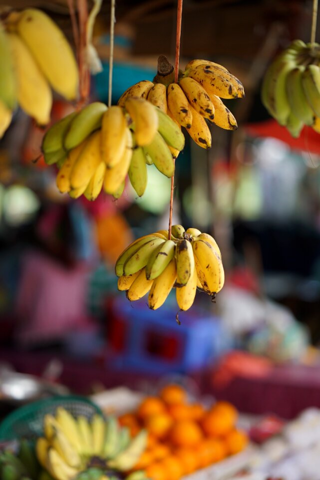 Yellow healthy banana shrub