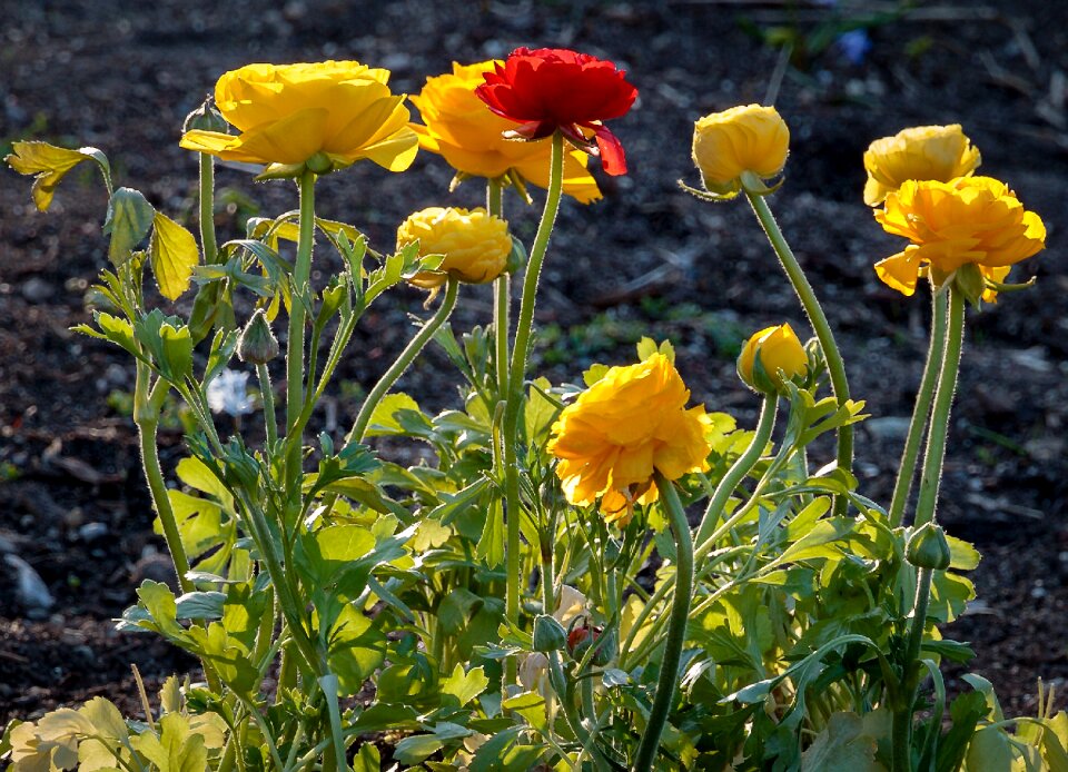 Flowers plant yellow flower