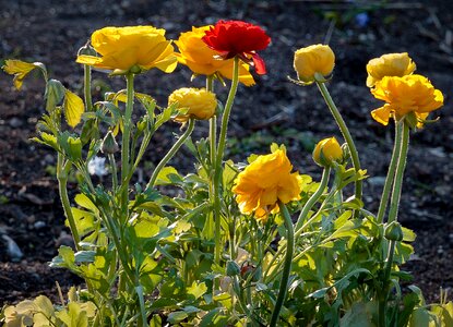 Flowers plant yellow flower