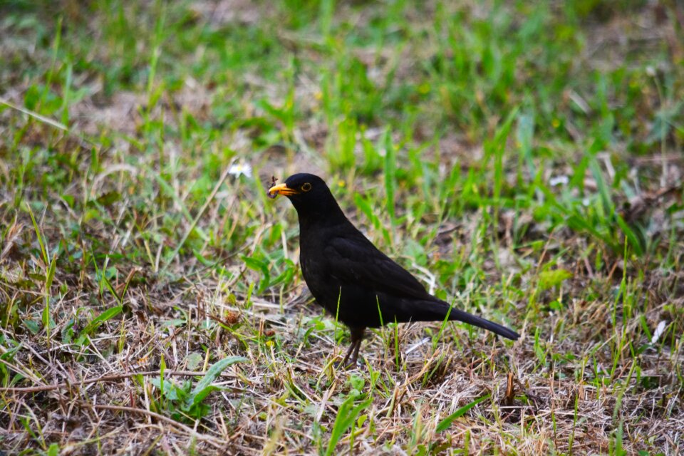 Animals black animal