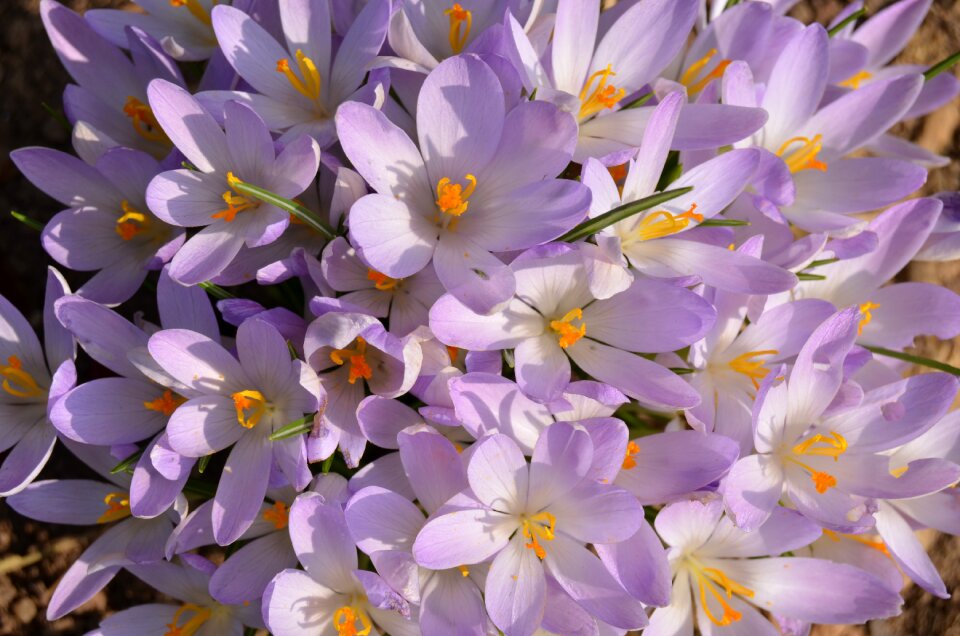 Nature blooming cluster