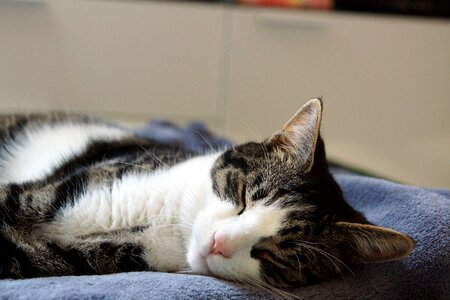 Animal cat sleep photo