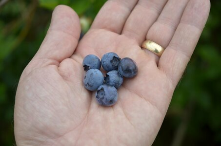 Fresh picked fruit closeup